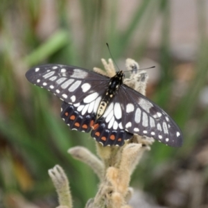 Papilio anactus at Hughes, ACT - 6 Mar 2022