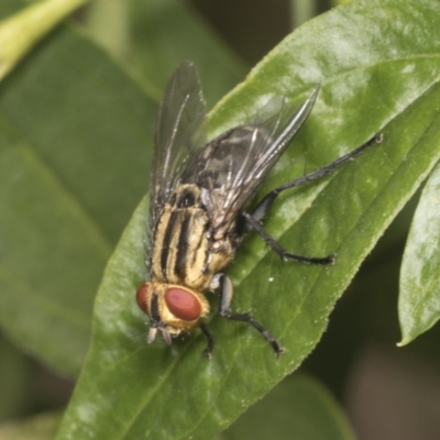 Sarcophagidae sp. (family) (Unidentified flesh fly) at Higgins, ACT - 22 Jan 2022 by AlisonMilton