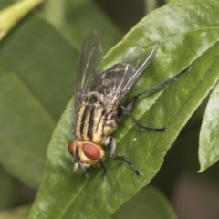 Sarcophagidae sp. (family) (Unidentified flesh fly) at Higgins, ACT - 22 Jan 2022 by AlisonMilton