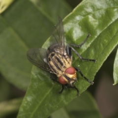 Sarcophagidae (family) at Higgins, ACT - 23 Jan 2022 10:49 AM