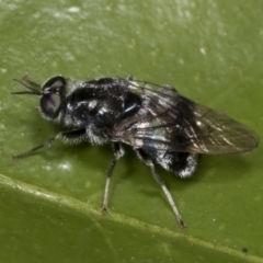 Lecomyia sp. (genus) (Soldier fly) at Higgins, ACT - 24 Jan 2022 by AlisonMilton