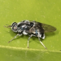 Lecomyia sp. (genus) at suppressed - 24 Jan 2022