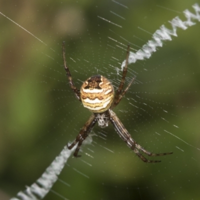 Gea theridioides (An orb weaver spider) at Higgins, ACT - 23 Jan 2022 by AlisonMilton