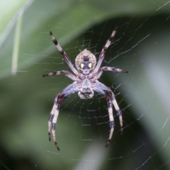 Cyclosa fuliginata (species-group) (An orb weaving spider) at Higgins, ACT - 25 Jan 2022 by AlisonMilton