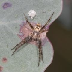 Plebs eburnus (Eastern bush orb-weaver) at Hawker, ACT - 26 Jan 2022 by AlisonMilton