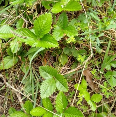 Potentilla vesca (Alpine Strawberry) at MTR591 at Gundaroo - 5 Feb 2022 by MaartjeSevenster