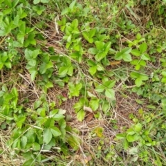 Potentilla vesca at Gundaroo, NSW - 5 Feb 2022