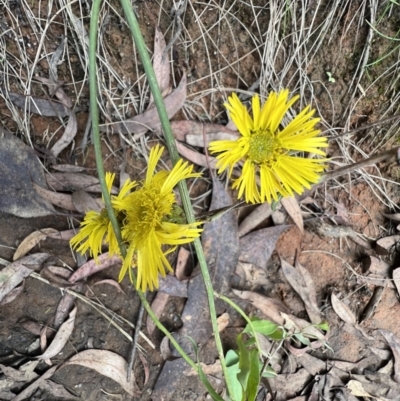 Podolepis jaceoides (Showy Copper-wire Daisy) at Namadgi National Park - 4 Mar 2022 by SimoneC