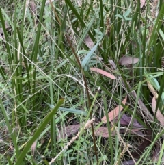 Podolepis jaceoides at Cotter River, ACT - 4 Mar 2022