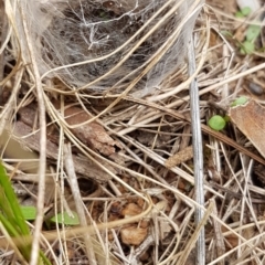 Linyphiidae sp. (family) (TBC) at Bass Gardens Park, Griffith - 3 Mar 2022 by SRoss