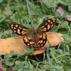 Heteronympha paradelpha (Spotted Brown) at Cabbage Tree Creek, VIC - 27 Feb 2022 by drakes