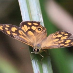 Heteronympha paradelpha at Cabbage Tree Creek, VIC - 27 Feb 2022