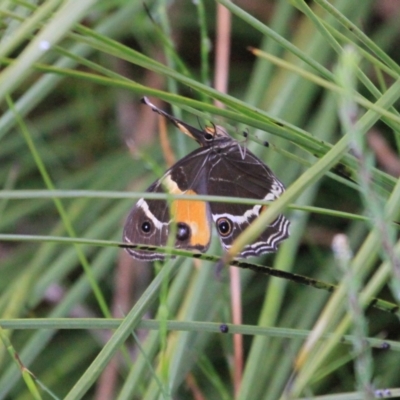 Tisiphone abeona (Varied Sword-grass Brown) at Marlo, VIC - 26 Feb 2022 by drakes