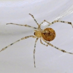 Cryptachaea gigantipes (White porch spider) at Crooked Corner, NSW - 5 Mar 2022 by Milly