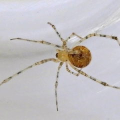 Cryptachaea gigantipes (White porch spider) at Crooked Corner, NSW - 4 Mar 2022 by Milly