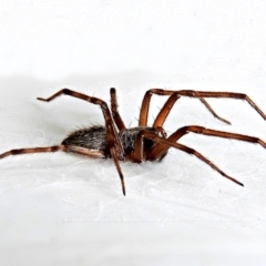 Badumna (genus) (Lattice-web spider) at Crooked Corner, NSW - 4 Mar 2022 by Milly