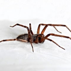 Badumna sp. (genus) (Lattice-web spider) at Crooked Corner, NSW - 4 Mar 2022 by Milly