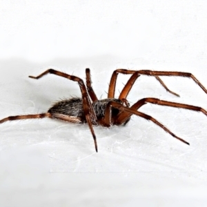 Badumna sp. (genus) at Crooked Corner, NSW - 4 Mar 2022 09:41 AM