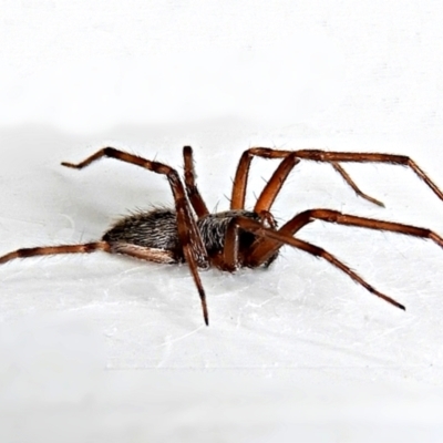 Badumna sp. (genus) (Lattice-web spider) at Crooked Corner, NSW - 3 Mar 2022 by Milly