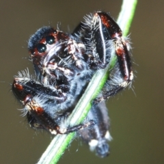 Sandalodes superbus (Ludicra Jumping Spider) at Denman Prospect 2 Estate Deferred Area (Block 12) - 4 Mar 2022 by Harrisi