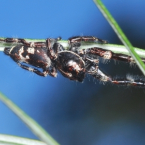 Sandalodes superbus at Molonglo Valley, ACT - 4 Mar 2022 04:53 PM