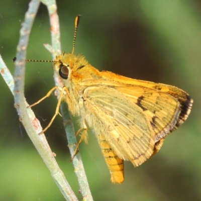 Ocybadistes walkeri (Green Grass-dart) at ANBG - 4 Mar 2022 by Harrisi