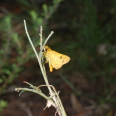 Ocybadistes walkeri at Acton, ACT - 4 Mar 2022