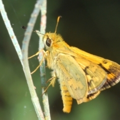 Ocybadistes walkeri at Acton, ACT - 4 Mar 2022