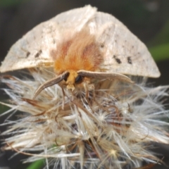 Anthela ocellata (Eyespot Anthelid moth) at Denman Prospect 2 Estate Deferred Area (Block 12) - 4 Mar 2022 by Harrisi