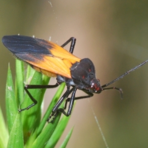 Oncopeltus (Oncopeltus) sordidus at Acton, ACT - 4 Mar 2022