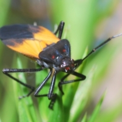 Oncopeltus (Oncopeltus) sordidus at Acton, ACT - 4 Mar 2022