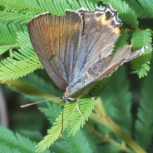 Jalmenus ictinus at Coree, ACT - 28 Feb 2022 12:56 PM