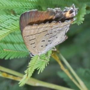 Jalmenus ictinus at Coree, ACT - 28 Feb 2022 12:56 PM