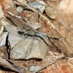 Orthetrum caledonicum (Blue Skimmer) at Albury, NSW - 6 Mar 2022 by KylieWaldon