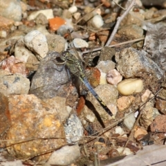 Orthetrum caledonicum at Albury, NSW - 6 Mar 2022 08:59 AM