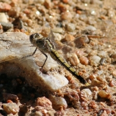 Orthetrum caledonicum at Albury, NSW - 6 Mar 2022 08:59 AM