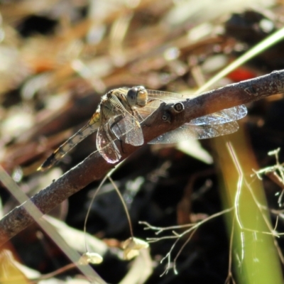 Orthetrum caledonicum (Blue Skimmer) at Albury, NSW - 6 Mar 2022 by KylieWaldon