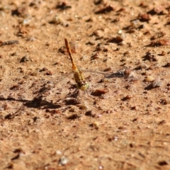 Unidentified Dragonfly (Anisoptera) (TBC) at Albury, NSW - 5 Mar 2022 by KylieWaldon