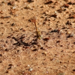 Diplacodes bipunctata at Albury, NSW - 6 Mar 2022