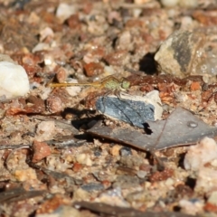 Unidentified Damselfly (Zygoptera) at Albury, NSW - 5 Mar 2022 by KylieWaldon