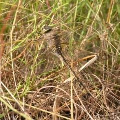 Anax papuensis (Australian Emperor) at Mount Taylor - 5 Mar 2022 by MatthewFrawley