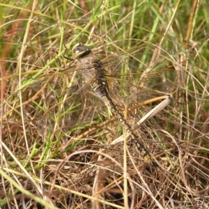 Anax papuensis at Kambah, ACT - 6 Mar 2022 10:19 AM