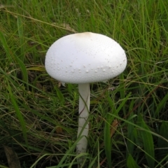 Macrolepiota dolichaula (Macrolepiota dolichaula) at Mount Taylor - 5 Mar 2022 by MatthewFrawley