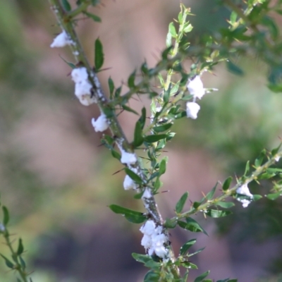 Unidentified Psyllid, lerp, aphid & whitefly (Hemiptera, several families) at Albury, NSW - 5 Mar 2022 by KylieWaldon