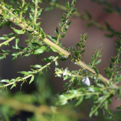 Acacia paradoxa (Kangaroo Thorn) at Nail Can Hill - 5 Mar 2022 by KylieWaldon