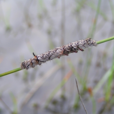 Lasiocampidae (family) immature (Lappet & Snout Moths) at Mount Taylor - 5 Mar 2022 by MatthewFrawley