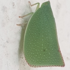 Siphanta acuta (Green planthopper, Torpedo bug) at Turner, ACT - 6 Mar 2022 by LD12