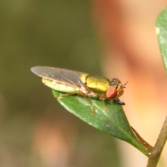 Odontomyia decipiens (Green Soldier Fly) at Mount Taylor - 5 Mar 2022 by MatthewFrawley