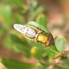 Odontomyia decipiens at Kambah, ACT - 6 Mar 2022