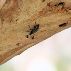 Rhipicera femorata (Feather-horned beetle) at Gateway Island, VIC - 6 Mar 2022 by KylieWaldon